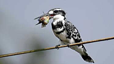 pied-kingfisher.jpg