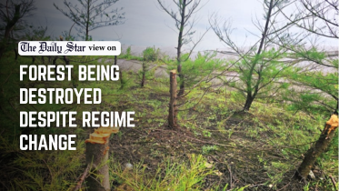 forest being destroyed despite regime change