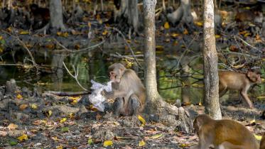 plastic_pollution_in_the_sundarbans.jpg