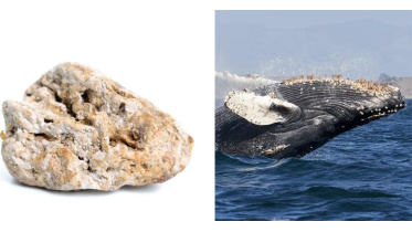 whale-vomit