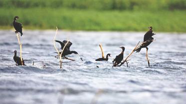 Biodiversity conservation requires more than just frameworks