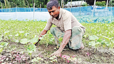 lalmonirhat-vegetable-sdamage.jpg