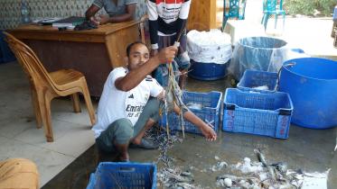 shrimp_farming_in_crisis_