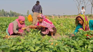 Potato Harvesting