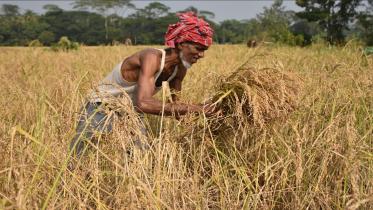 Bangladesh paddy production drop 2024