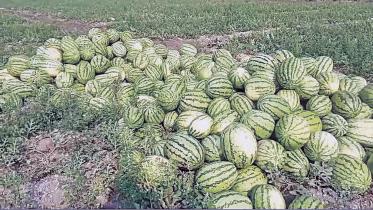 watermelon-boom-patuakhali.jpg