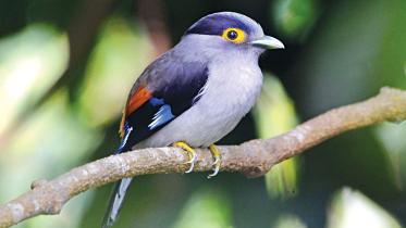 silver-breasted-broadbill.jpg