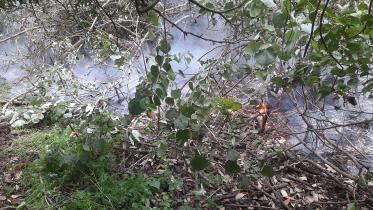sundarbans_fire.jpg