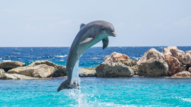 Dolphin