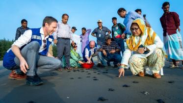 sea_turtle_hatchlings.jpeg