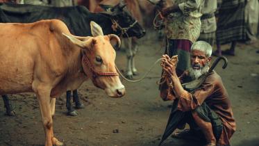 Qurbani Eid 101: Keep your sacrificial animal happy and healthy       pexels-niloy007-32391461.jpg