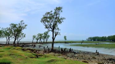 Guliakhali Sea Beach: A harmony of waves and green