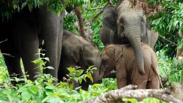 a_rare_pink_elephant_calf_was_spotted_in_borokal_upazila_of_rangamati_on_june_17_this_year._1.jpeg