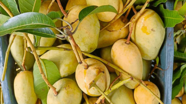 mango_exports_bd.jpg