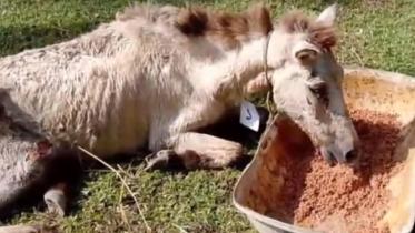 Slaughterhouse horse death.jpg