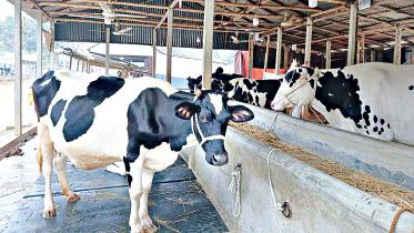 Mothurapur dairy cow trading hub