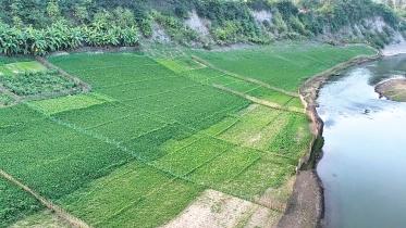 green-crops.jpg