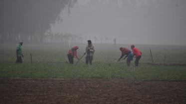 cold wave advisory for farmers Bangladesh