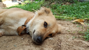 Vivo V15 Dog.jpg