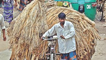 Jute delight for farmers