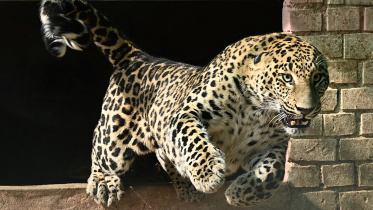 Escaped pet leopard.jpg