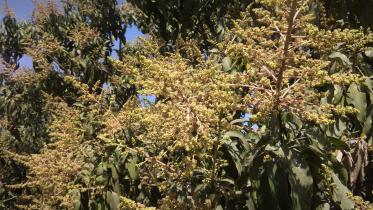 Mango trees blooming.jpg