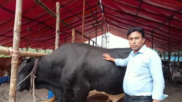 Banker shines in cattle rearing