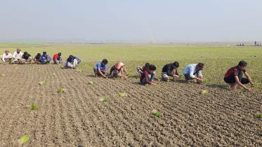 Pabna Onion farming .jpg