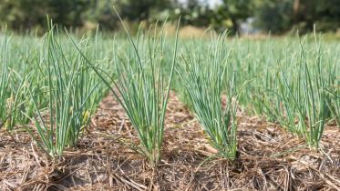 Farmers are cultivated Onion commercially in Jashore for more profit.jpg