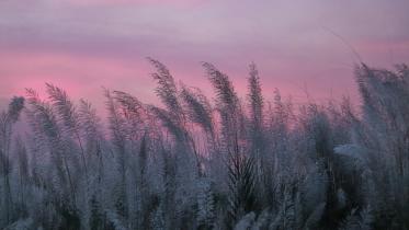 My Dhaka Kashful_54b1.jpg