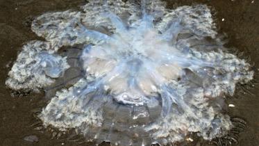 jellyfish study _c354.jpg