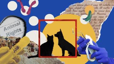 Coexisting with stray animals in urban spaces