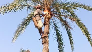Faridpur date juice and molasses story.jpg