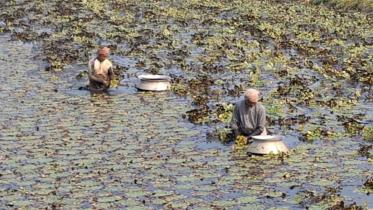 Edited--Jamalpur Chestnut Story.jpg