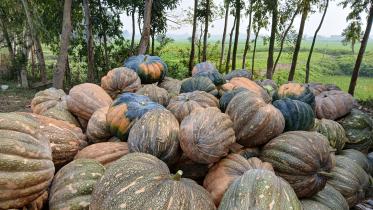 Pumpkin of Arial beel_065f.jpg
