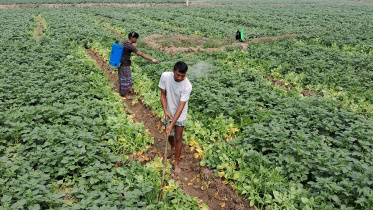 Edited--Thakurgaon Late Blight Disease.jpg