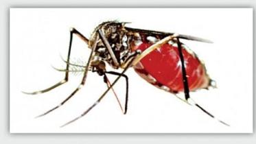 Dengue risk during eid.jpg