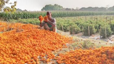 Marigold flower farmers are not getting price picking it from the garden giving the pedestrian for free.jpg