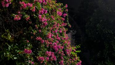 My dhaka -- bouganviliea.jpg