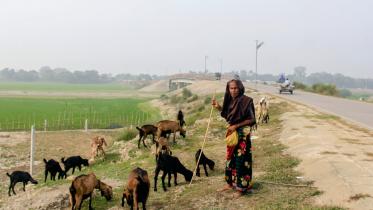 Sherjahan Bibi and her goats.jpg