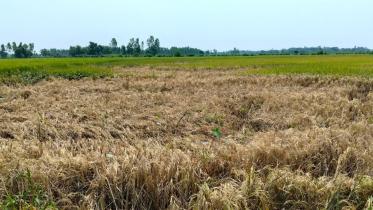 Netrokona rice brown hopper.jpg