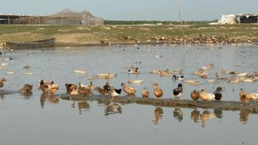 Growing Interest in Duck Farming in Haor. 10.09.2025_33f3.jpg