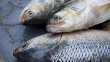 My Dhaka Hilsa.jpg
