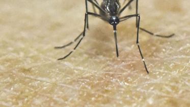 Mosquito