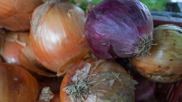 Onion price in Bangladesh