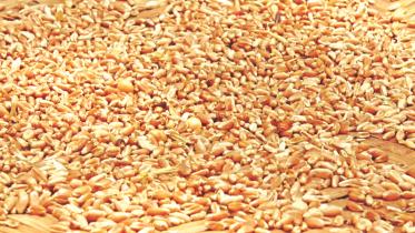 wheat import 4.jpg