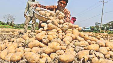 Bumper crop of potato