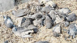 BENAPOLE PHOTO---Thirty Birds Die from Electrocution at Benapole port Cargo Yard Terminal --19.01.26.jpg