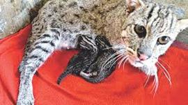 fishing-cats-extinction.jpg