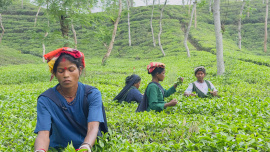 Moulvibazar News pic--1.jpg